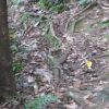 タテハモドキ　画像の右下、黄色い落葉の手前側に止まっています。生物の自然の中に適応していく能力は、驚かされるばかりです。