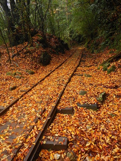 縄文杉ルートのトロッコ道は落葉が飾っています