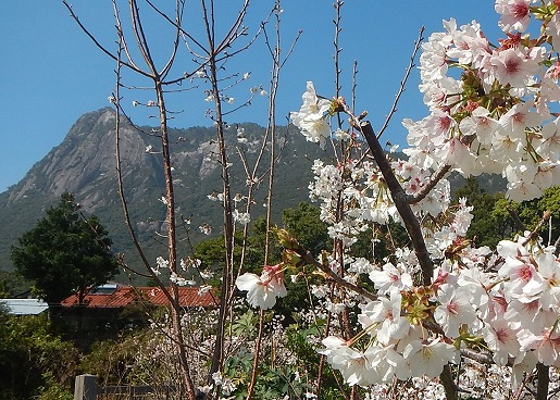 桜とモッチョム岳