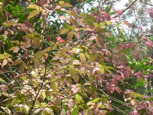 アオツリバナの紅葉