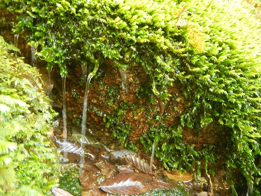 白谷雲水峡の苔　今週降った雨で、久しぶりに苔が活き活きしている様子が観察できました。