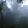 霧の中の縄文杉