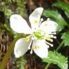 11月の低温と12月の暖かさで植物が勘違いしたのでしょうか？縄文杉ルートや白谷雲水峡の1000ｍ付近の森で例年2月ごろに咲くオオゴカヨウオウレンが咲いていました。