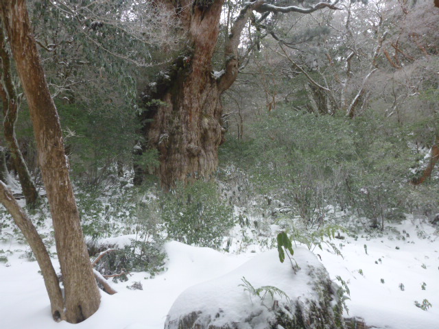 この冬初の雪化粧した縄文杉