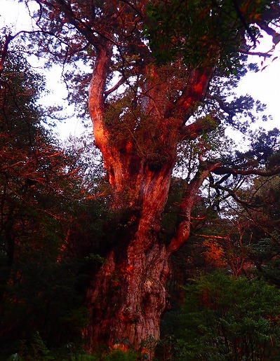 赤縄文杉