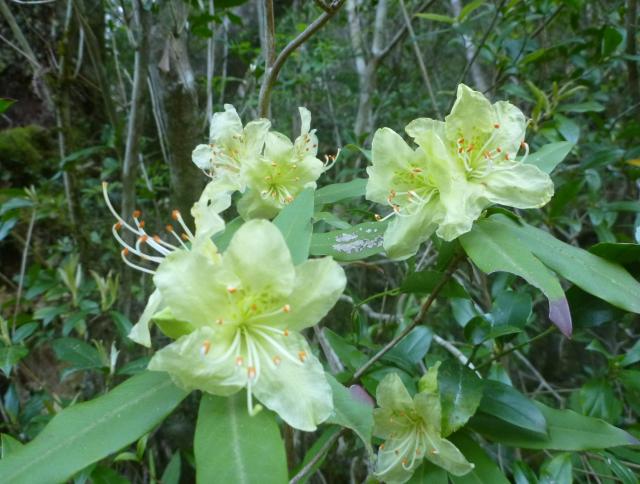 ヒカゲツツジ　縄文杉ルートの森林軌道沿いで咲き始めました。ツツジには珍しい淡黄色の花は上品な感じがします。