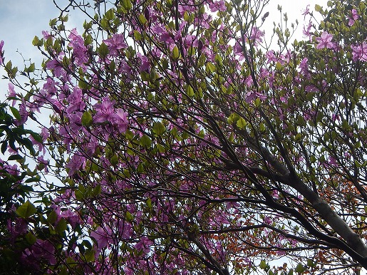 宮之浦岳登山道で咲くヤクシマミツバツツジ　