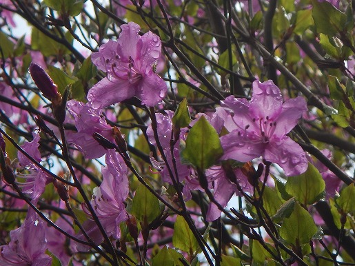 宮之浦岳登山道で咲くヤクシマミツバツツジ　