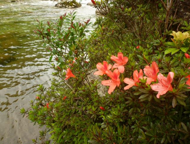 渓流沿いに咲くサツキの赤い花が梅雨時の風景を明るくしています。