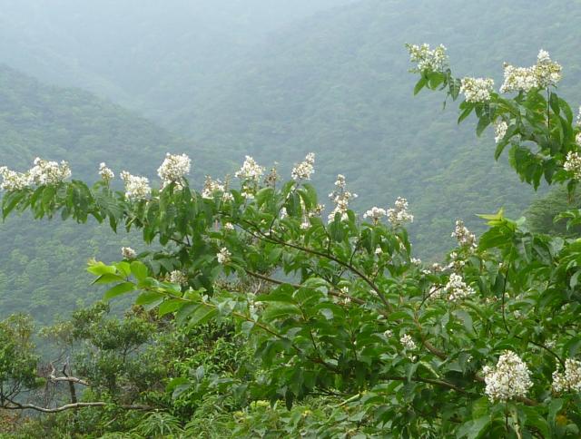 白い花をつけたヤクシマサルスベリ　里から標高500m付近の林道沿い