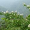 白い花をつけたヤクシマサルスベリ　里から標高500m付近の林道沿い