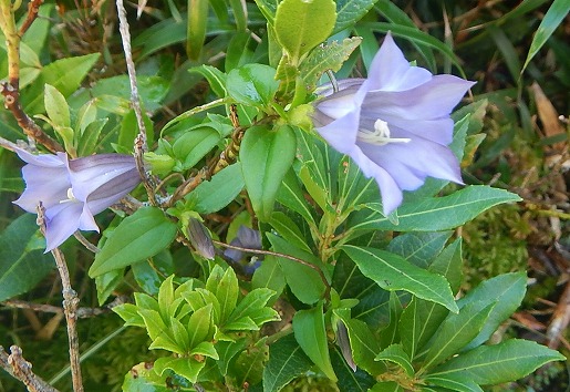 ハナヤマツルリンドウ　森林限界から上部に現れるつる性のリンドウ。ヤクザサから顔をのぞかせる青紫色の花は、さわやかな秋の青空を連想させてくれます。
