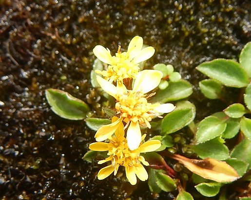 イッスンキンカ　山頂近くの岩肌に生育するイッスンキンカは和名「一寸金花」の名前の通り高さ数センチでアキノキリンソウを小型にしたような黄色い花がかわいらしいです。