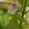 ヤクシマママコナ　登山道脇の足元に控えめにかわいい花を咲かせています。ちょっと変わった名前は、果実が米粒にそっくりなので「飯子菜（ままこな）」とつけられました。