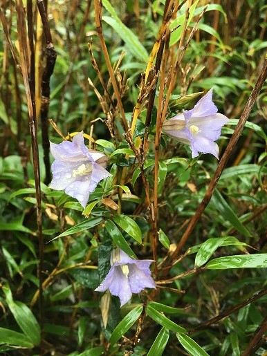 屋久島の固有種ハナヤマツルリンドウ　ヤクザサに絡みついて生えるツル植物です。小振りですが華やかな見た目。登山道沿いでよく目立ちます。