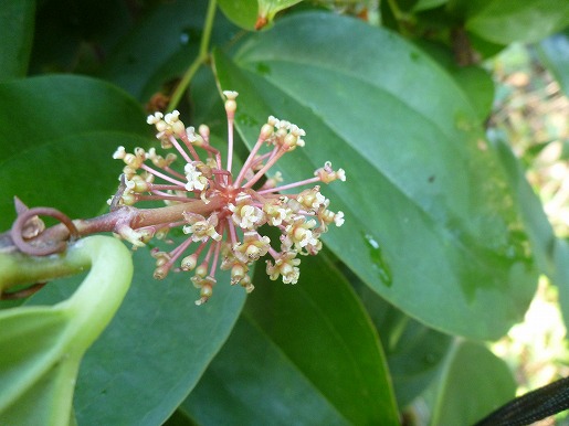 九州南部以南に自生するサツマサンキライの花。葉は郷土菓子「カカラン団子」に利用されます。