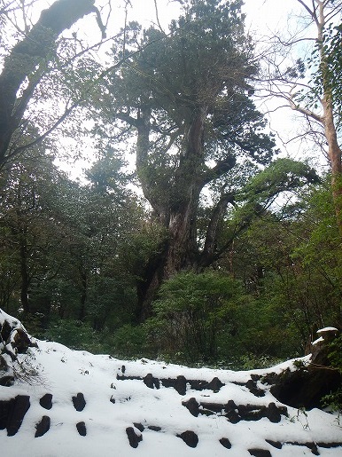 2月2日には縄文杉周辺で10cmの積雪がありました。