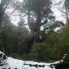 2月2日には縄文杉周辺で10cmの積雪がありました。