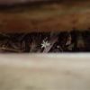 休憩ベンチの下に咲くヒナノシャクジョウ