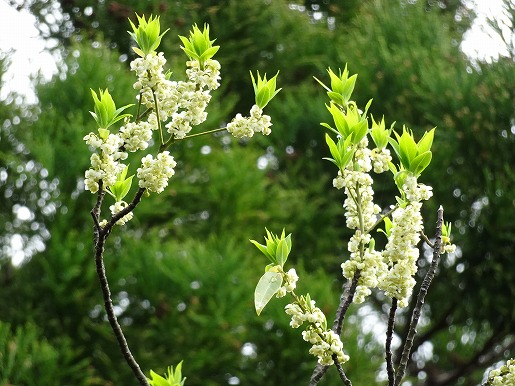里山周辺では、アオモジが枝先に淡黄色の小さな花をいっぱい咲かせています。