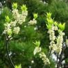 里山周辺では、アオモジが枝先に淡黄色の小さな花をいっぱい咲かせています。