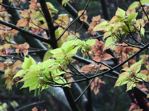 屋久島の固有種ヤクシマオナガカエデが芽吹き始め、新緑が目に鮮やかです。