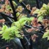 屋久島の固有種ヤクシマオナガカエデが芽吹き始め、新緑が目に鮮やかです。