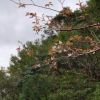標高の低い所や、縄文杉登山道のトロッコ道ではヤマザクラも咲き始めています。