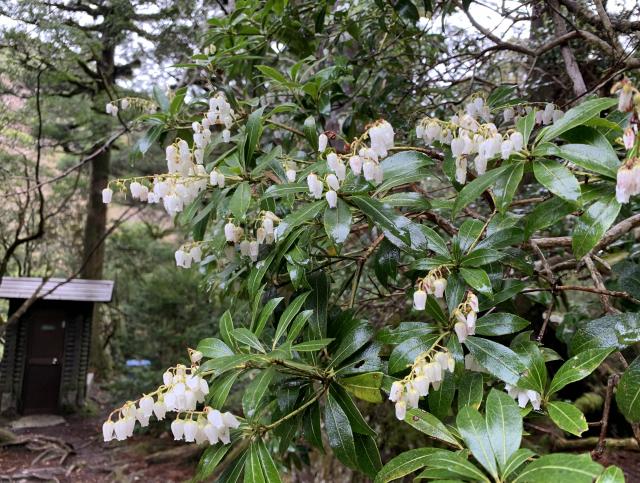 標高の高い登山道ではアセビ「馬酔木」の花が咲いており、まだまだ春を感じれます。