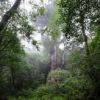 雨模様の縄文杉