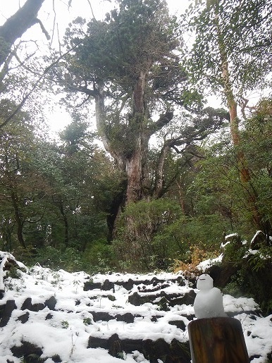 縄文杉と雪の景色