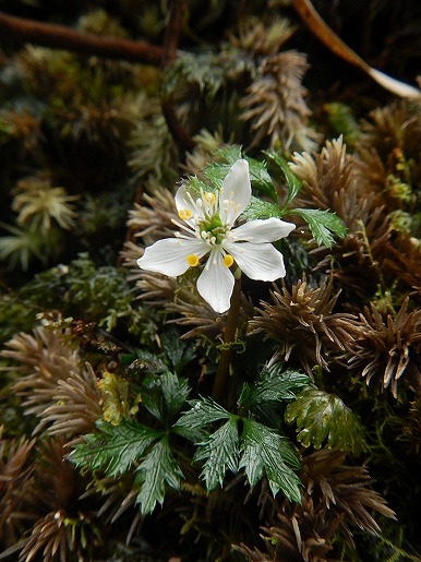 屋久島の固有種「オオゴカヨウオウレン」開花。屋久島では「春を告げる花」とも呼ばれ、この花を見つけると毎年嬉しい気持ちになります。(2022.01.26　屋久島ガイド協会 )