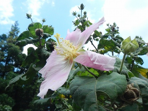 屋久島の秋を代表する花サキシマフヨウ。澄んだ青空を背景に咲くピンクの花がこれからの季節、登山者を迎えてくれます。(2022.09.28　屋久島ガイド協会 )