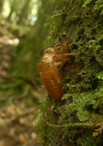 照葉樹林で最初に鳴き始めるヒメハルゼミの抜け殻。体長2cm程で１匹が鳴き始めると周囲でも鳴き始め森全体が鳴いている様です。(2023.06.27　屋久島ガイド協会 )