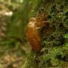 照葉樹林で最初に鳴き始めるヒメハルゼミの抜け殻。体長2cm程で１匹が鳴き始めると周囲でも鳴き始め森全体が鳴いている様です。