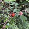 白谷雲水峡や縄文杉のトロッコ道脇で赤い粒のホウロクイチゴが実を付けています。ヤクシマザルの好む実です。