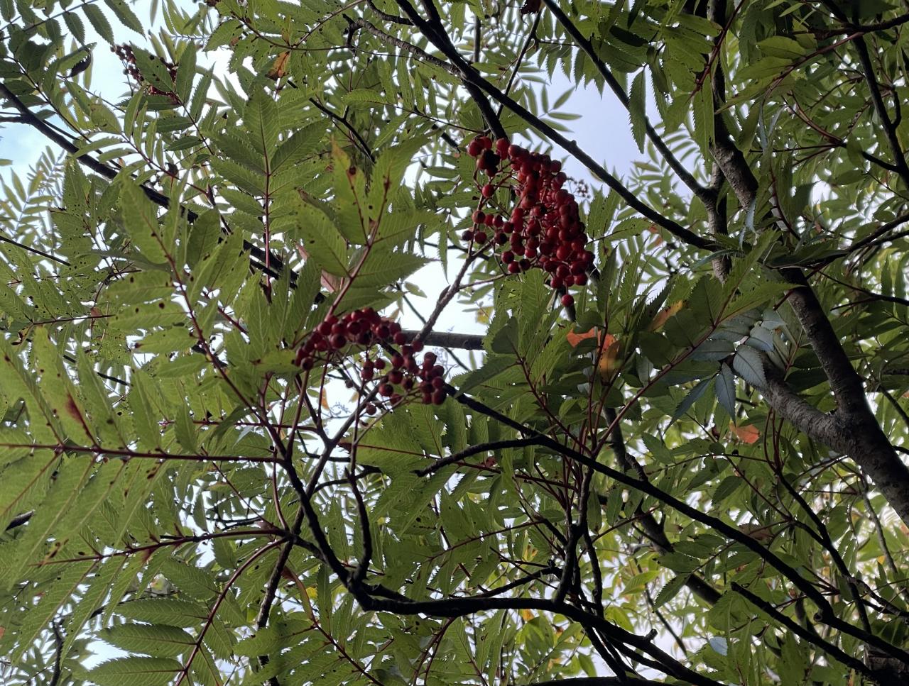 スギを中心とした常緑樹が多い屋久島で、赤い実を付けているナナカマドは数少ない紅葉する植物です。