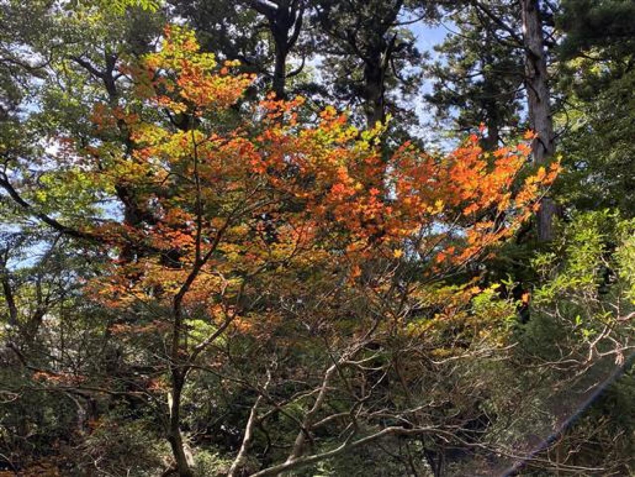 縄文杉コースでは、コハウチワカエデの葉が色付き始め。標高1000mを超えたあたりから見られる秋のヤクスギ林を彩る落葉樹です。