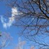 小梨の木と青い空