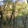 鳩ノ巣道　黄色く色づいた森の中を散策できる今イチオシの場所です。 