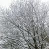 木の枝には雪のアート 