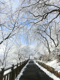 ケーブル道の雪景色　早朝のケーブル道です。 