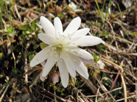 アズマイチゲ。ハッキリした白色のお花です。