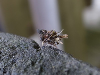 クサカゲロウの幼虫。木のクズ、葉っぱのかけら、小石　背中にしょって、よたよたと頑張って歩く姿は実にけなげ・・・７mm程の小さな虫です。