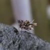 クサカゲロウの幼虫。木のクズ、葉っぱのかけら、小石　背中にしょって、よたよたと頑張って歩く姿は実にけなげ・・・７mm程の小さな虫です。