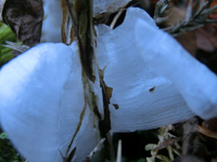 カメバヒキオコシの氷の花