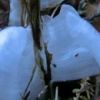 カメバヒキオコシの氷の花