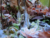 カメバヒキオコシの氷花は気温が氷点下近くにならないと観察できません。