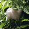モリアオガエルの卵塊　梅雨の時期に木の上に卵を産みます。