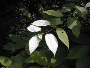 マタタビの葉　この時期、葉が白く染まります